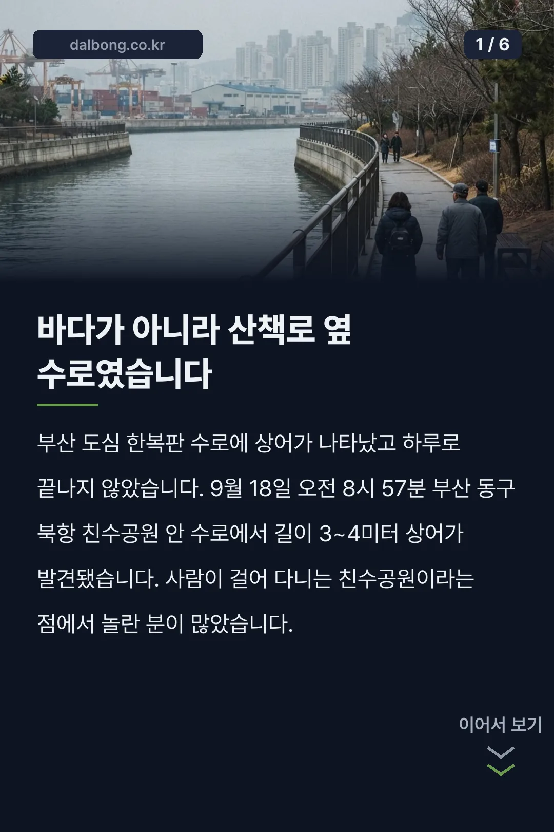 부산 북항 상어 출몰 카드뉴스 1