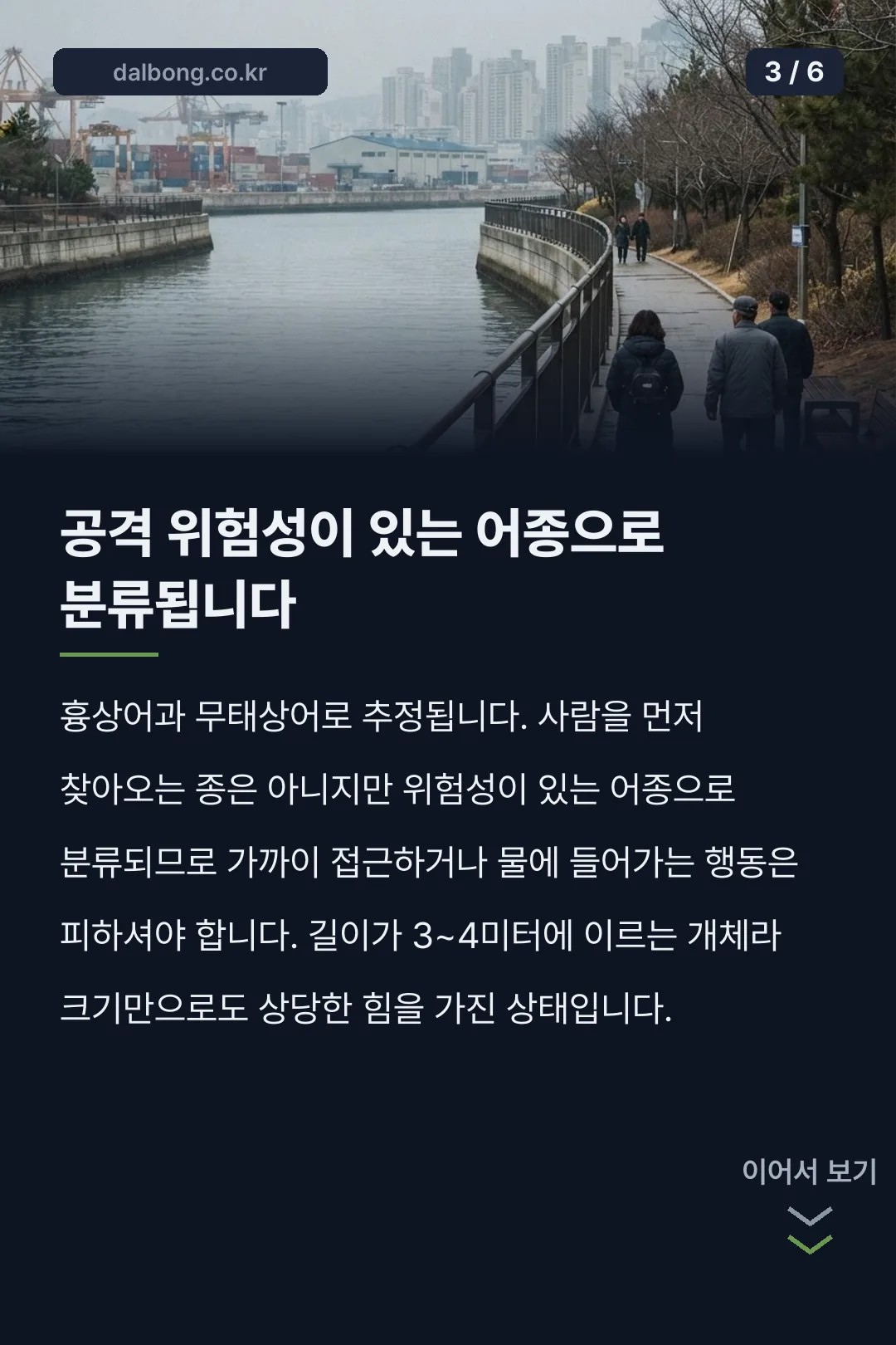 부산 북항 상어 출몰 카드뉴스 3