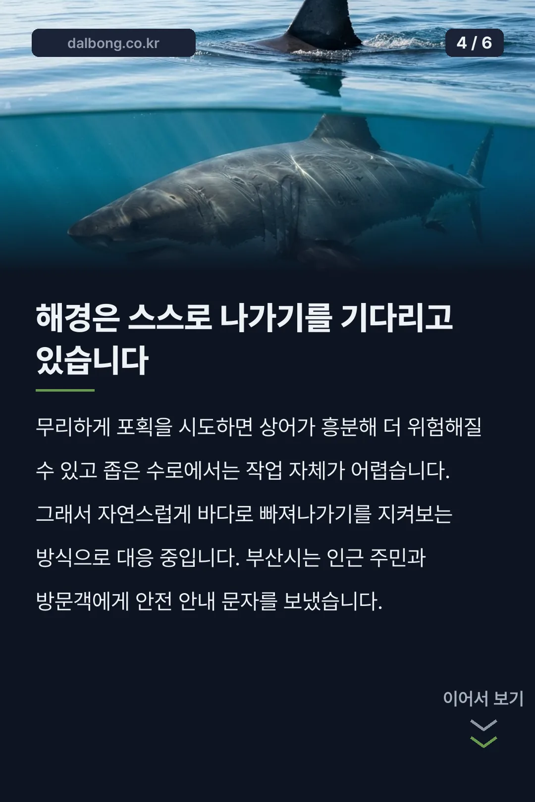 부산 북항 상어 출몰 카드뉴스 4
