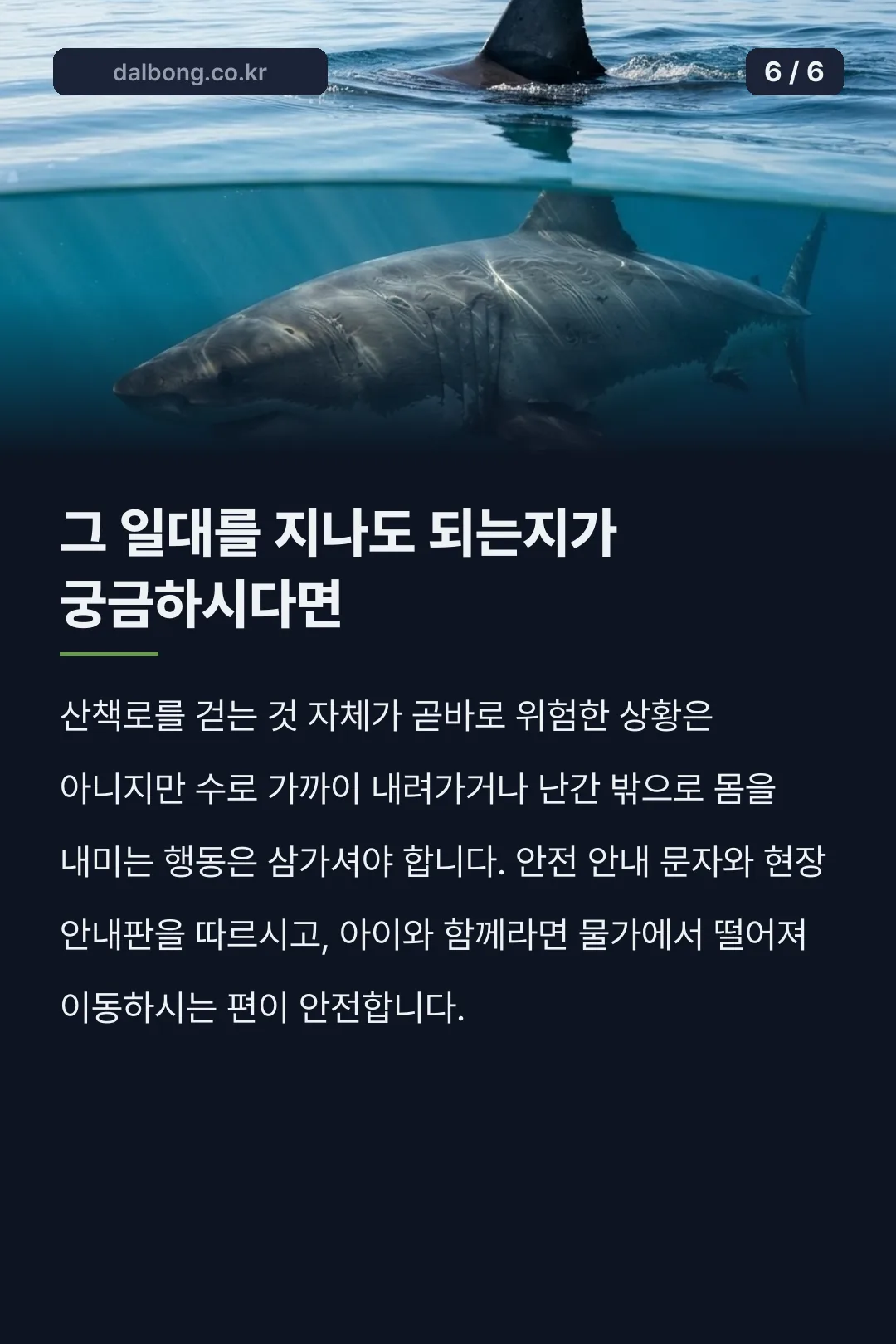 부산 북항 상어 출몰 카드뉴스 6