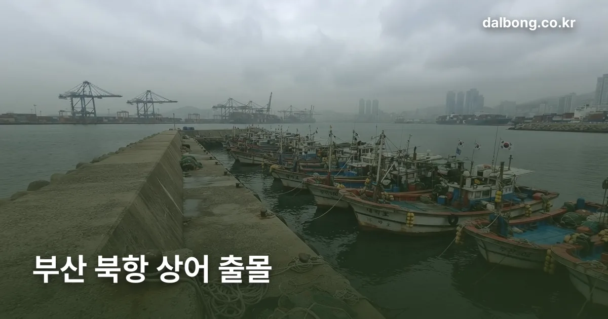 busan bukhang shark v2 thumb