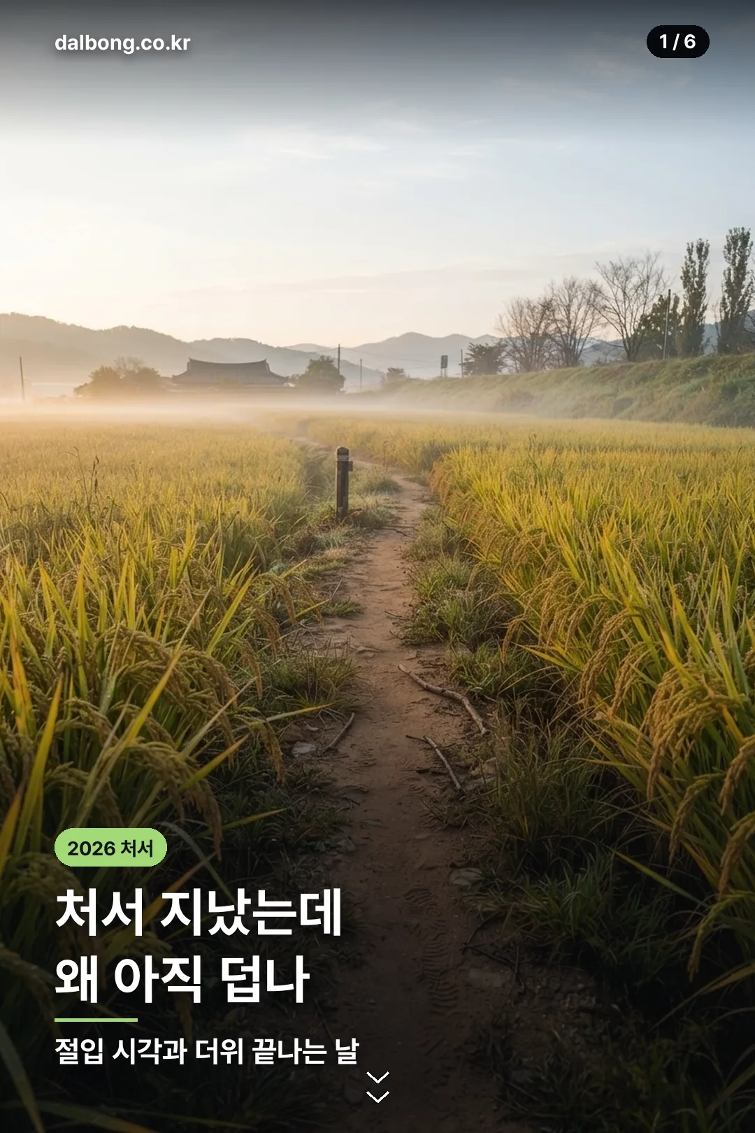 2026년 처서 정보 카드 1