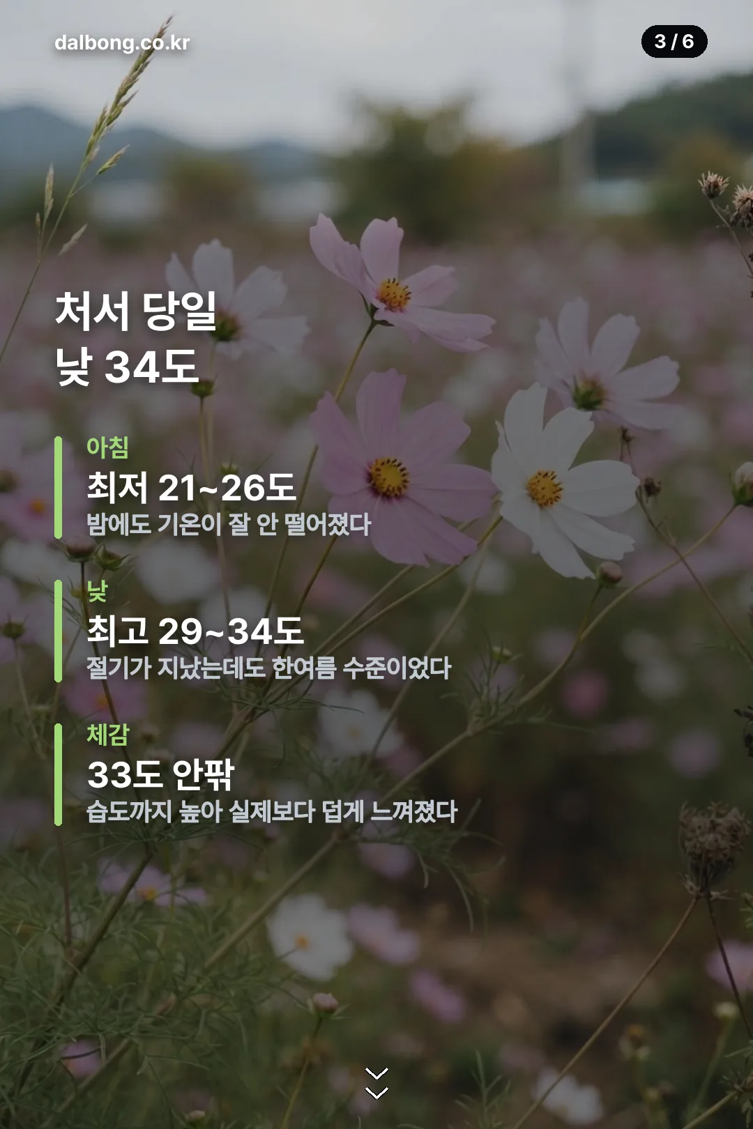 2026년 처서 정보 카드 3