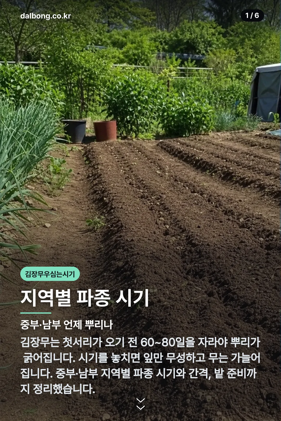김장무우심는시기 카드뉴스 1