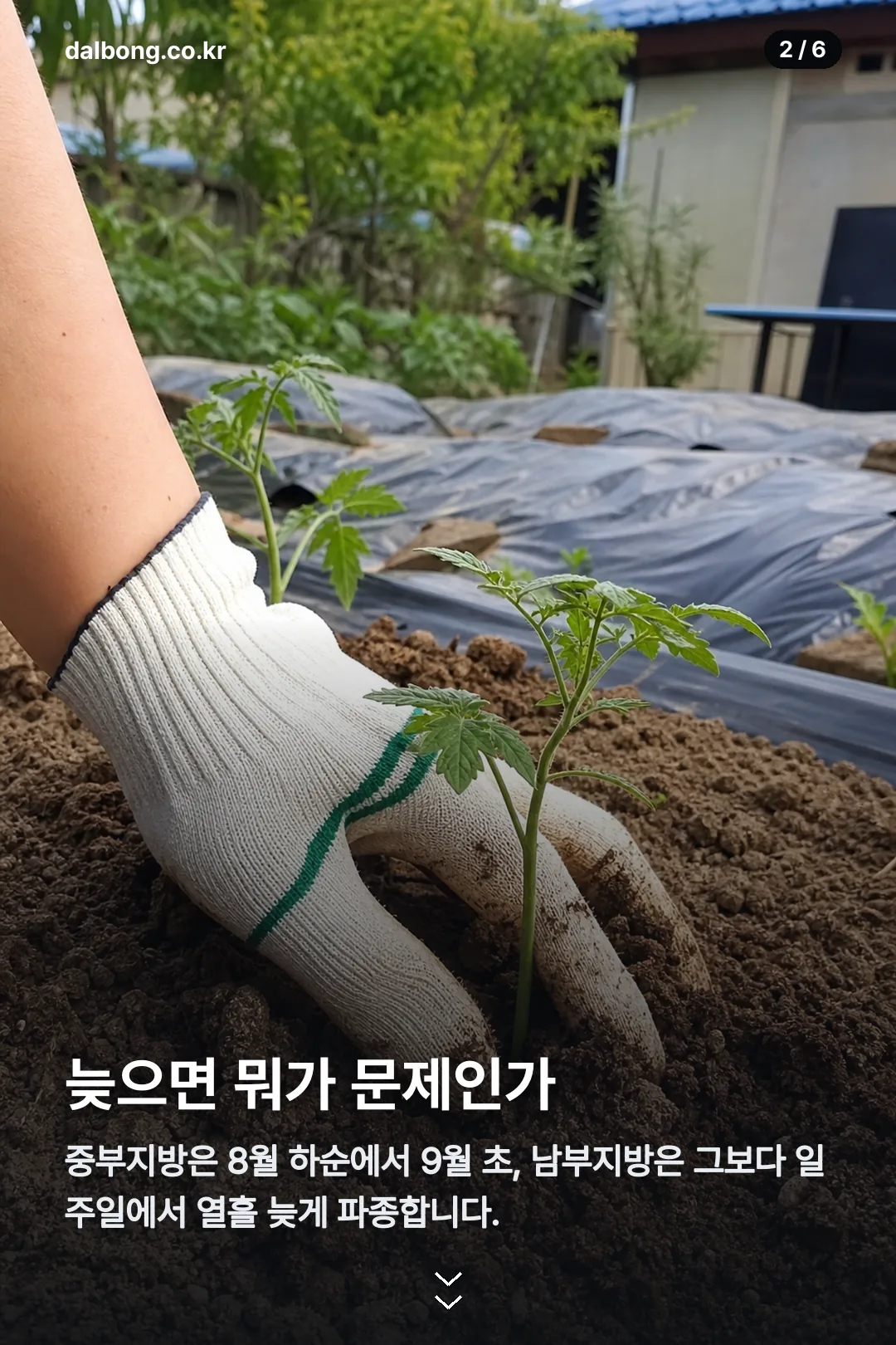 김장무우심는시기 카드뉴스 2