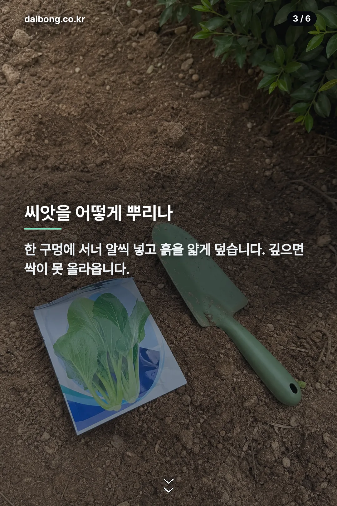 김장무우심는시기 카드뉴스 3