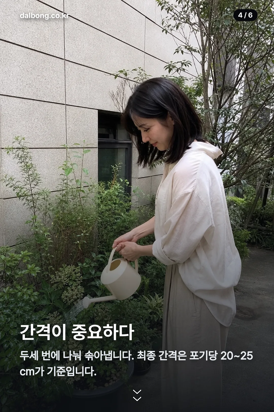 김장무우심는시기 카드뉴스 4