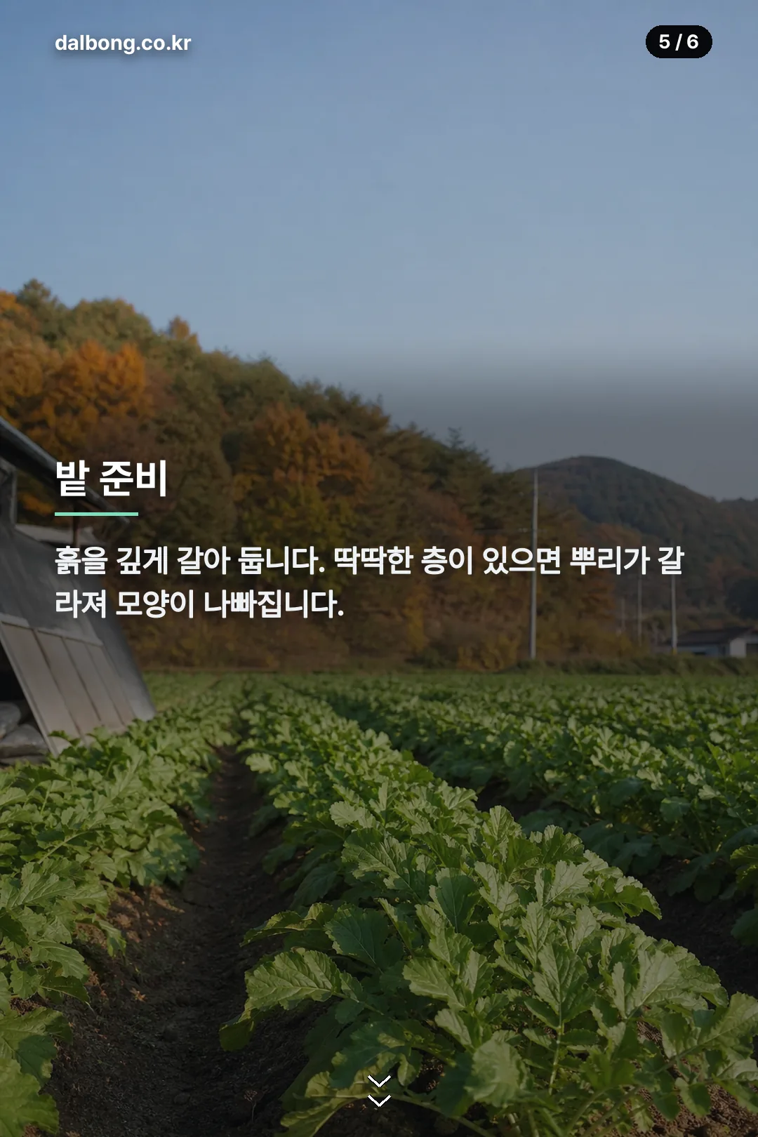 김장무우심는시기 카드뉴스 5