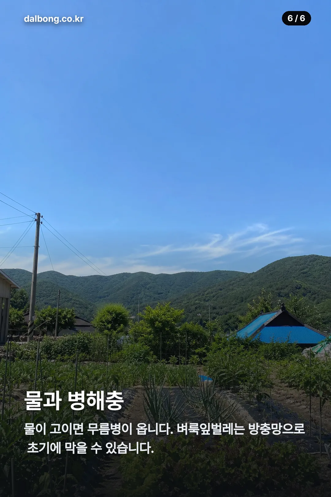 김장무우심는시기 카드뉴스 6