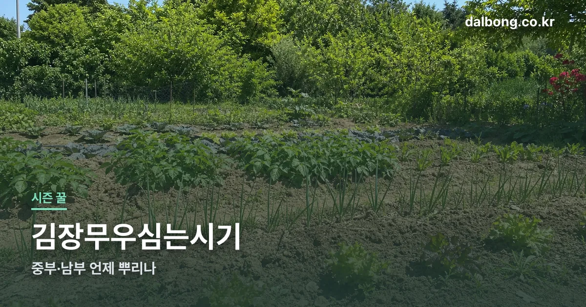 kimjang radish planting thumbe