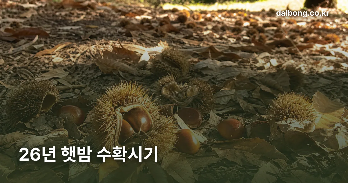 2026 chestnut harvest season thumb